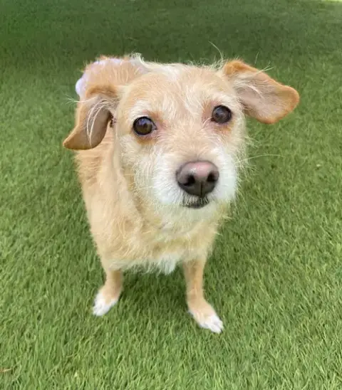 Maude