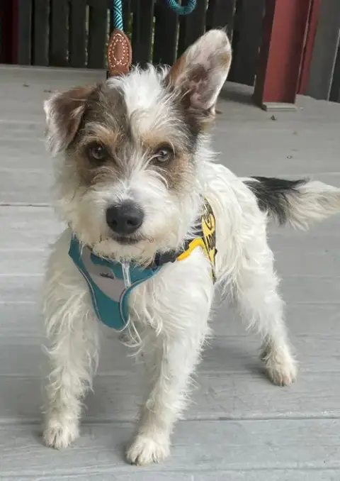 Maximilian