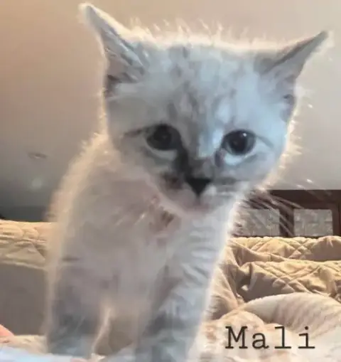 Mali