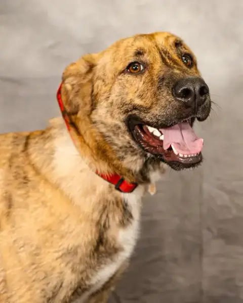 Lando photo 3