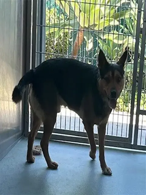 Dingo