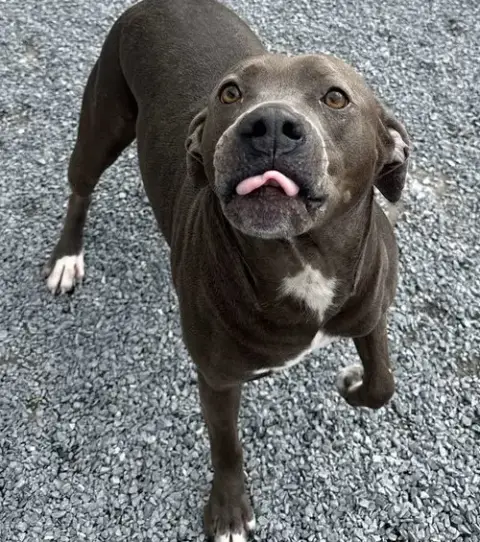 Winston photo 5