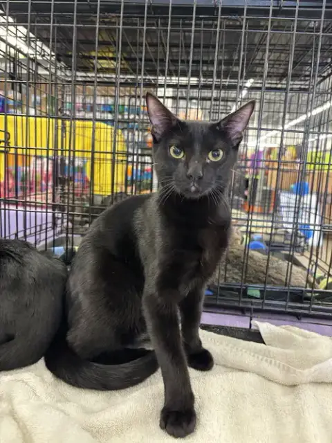 Pepper