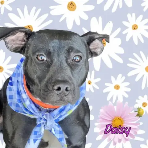 Daisy photo 2