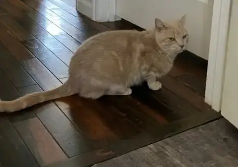 Nicolas: Not At Shelter photo 3