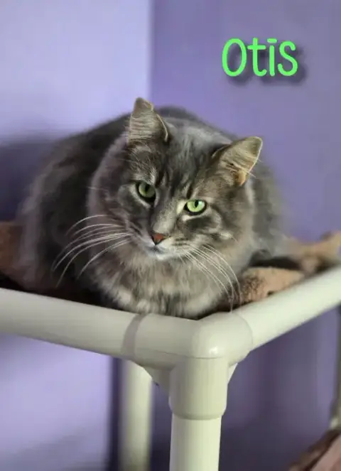 Otis photo 4
