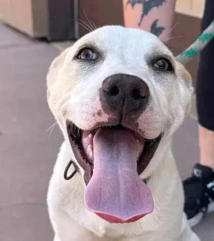 Island-Cp-Foster Or Adopt Me!
