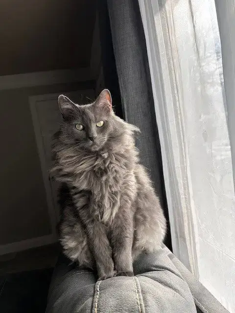 Smokey photo 3
