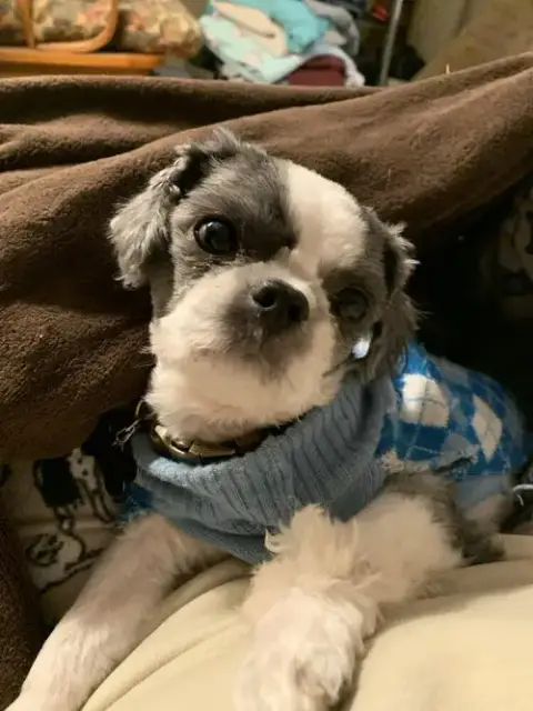 Beau