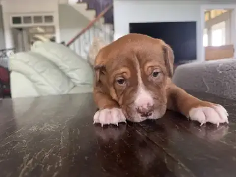 Wrinkles