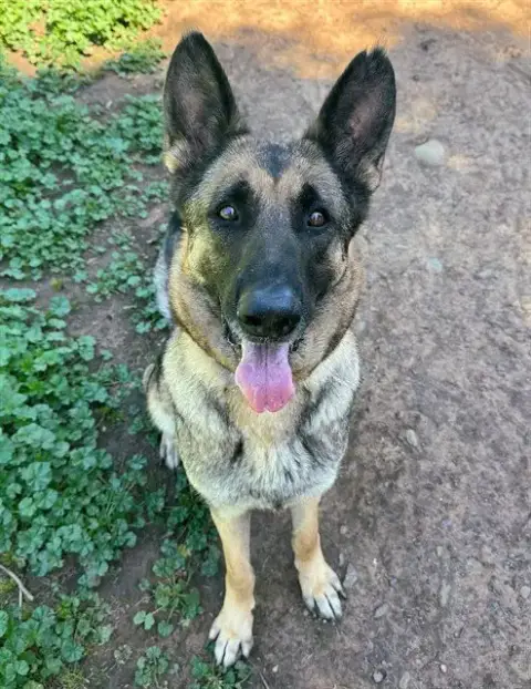 Doja