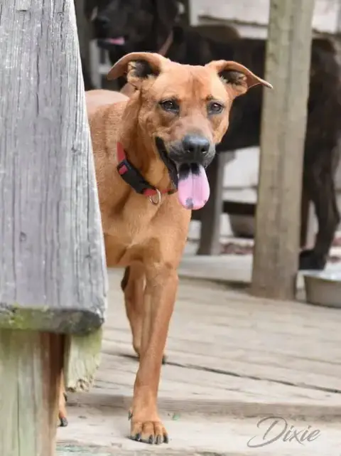 Dixie photo 2