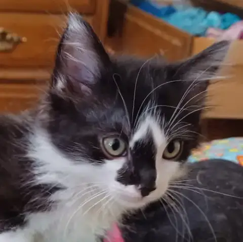 Felix