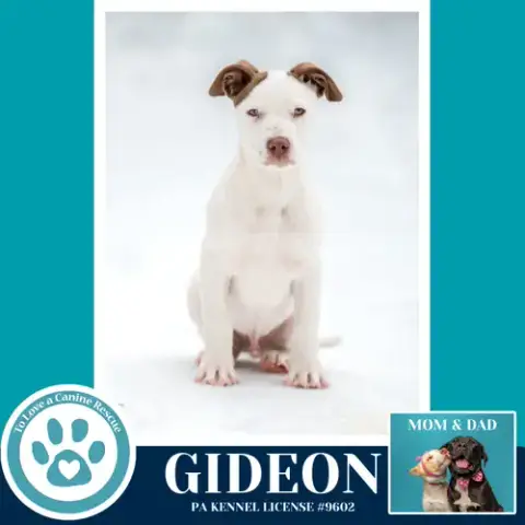 Gideon photo 4