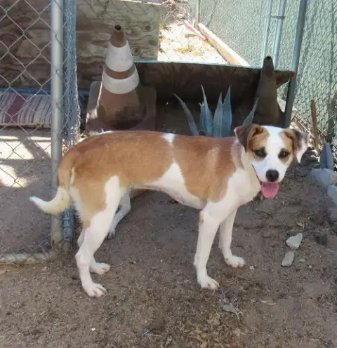 Penny- photo 5