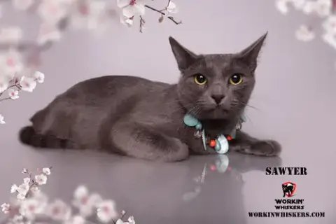 Sawyer
