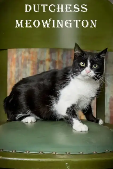 Duchess Meowington