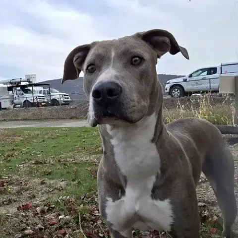 Marley photo 3