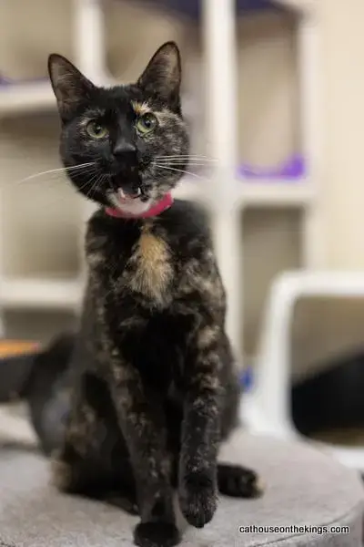 Bella The Torti