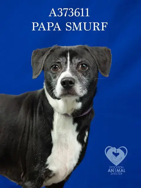 Papa Smurf