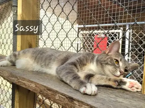 Sassy Girl photo 2