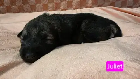 Juliet
