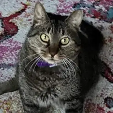 Whiskers photo 3