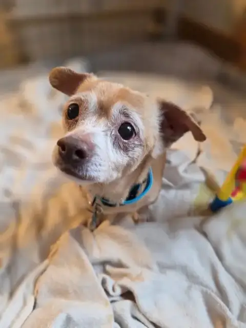 Toby photo 2