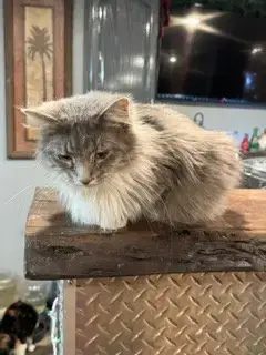 Sugar