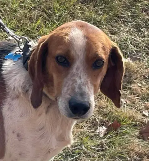 Iver: Not At The Shelter photo 2