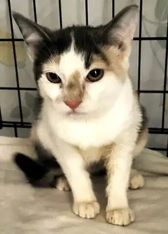 Lucy The Beautiful Dilute Calico photo 4