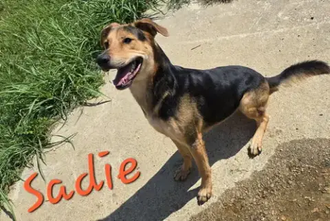 Sadie photo 2