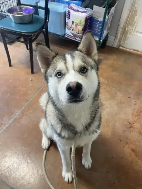 Bolt