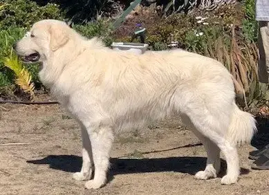 Bubba photo 2