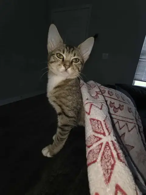 Sonar photo 4
