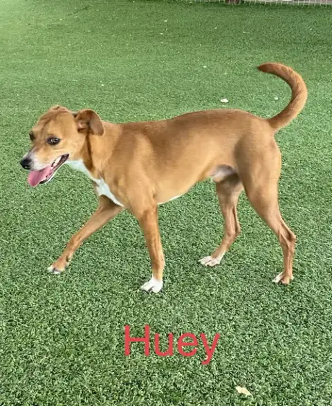Huey photo 5