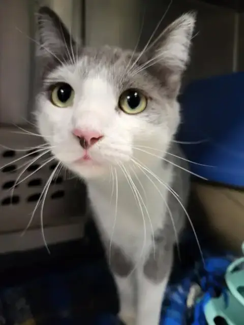 Emmett photo 4