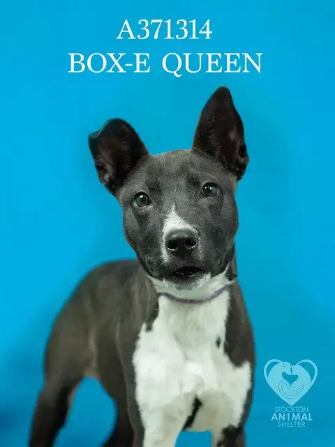 Box-E Queen
