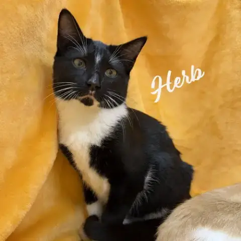 Herb #Brother-Of-Clementine