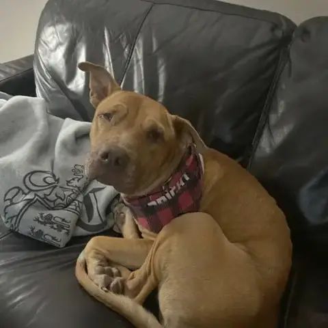Rocco photo 3