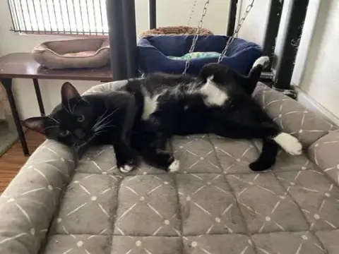 Dixie Cat