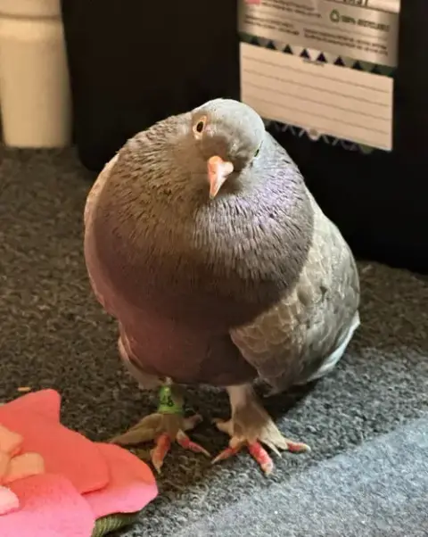 Hazelnut