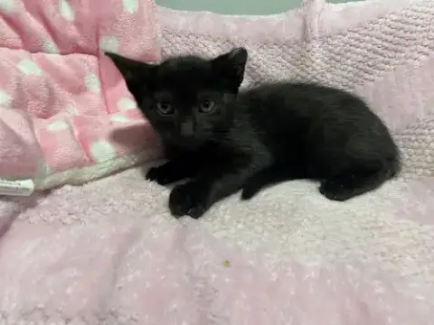 Bellatrix Baby photo 3