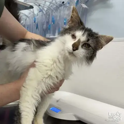 Miso