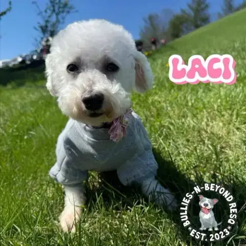 Laci photo 2