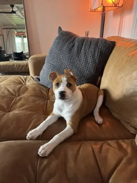 Roo