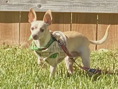Pancho photo 2
