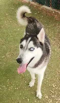 *Kenai