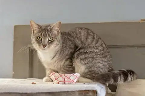Maggie