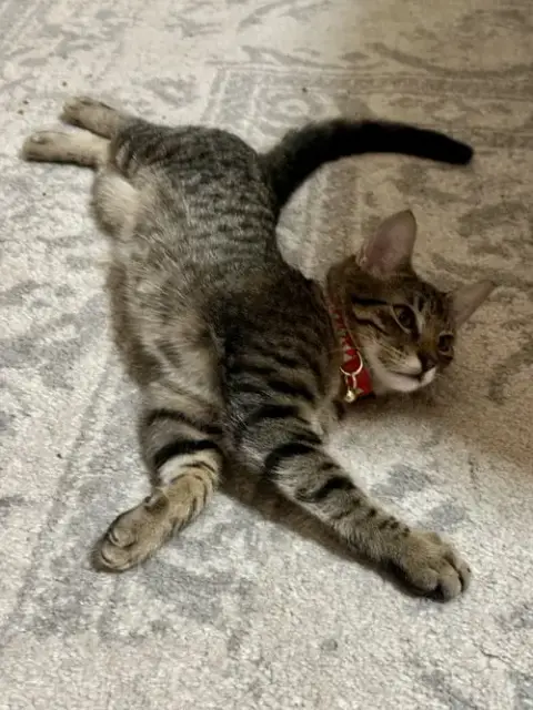 Alfie photo 3